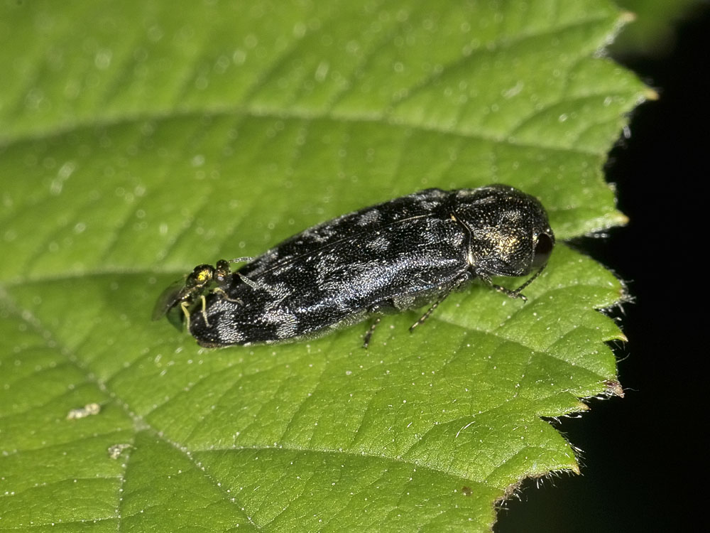 Coraebus rubi e Torymidae (rapporto impossibile)